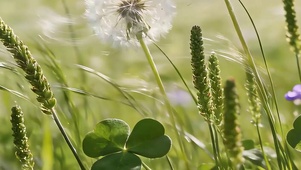蒲公英花草带鱼屏