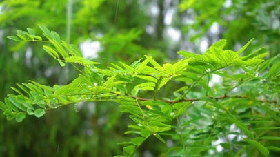 雨中唯美的植物
