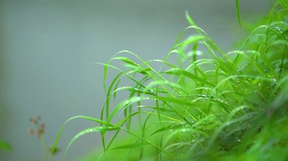 唯美雨天雨后植物小草露珠