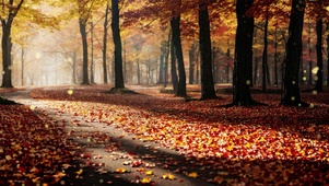 秋天清晨树林