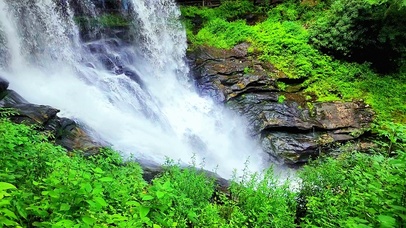 4K唯美青草流水