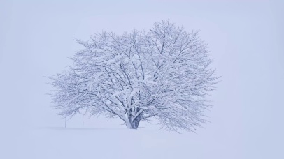 雪中的大树 