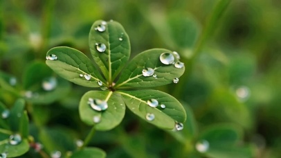 植物小草露珠自然水滴