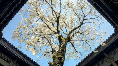 梦幻古院花树