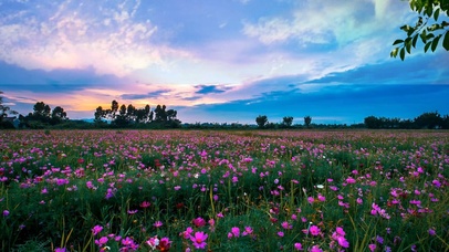 小花
