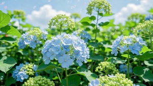 晴天绣球花田清新动态壁纸