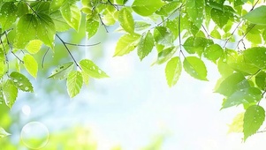 护眼树木雨滴带鱼屏