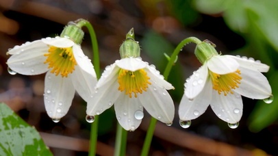 雨后小清新白色花朵在雨中伫立