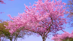 樱花