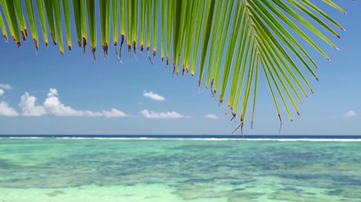 【4K清凉】无敌海景 棕榈海滩