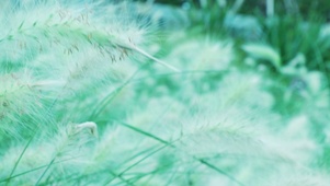 狗尾巴草