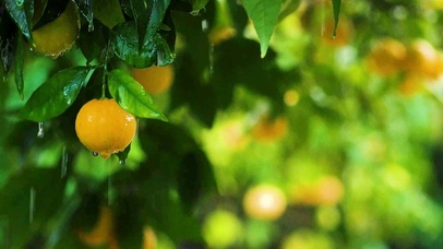 唯美雨中的橘子