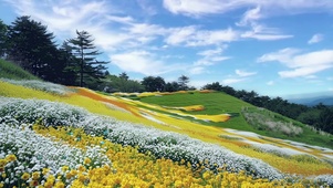 蓝天花丛