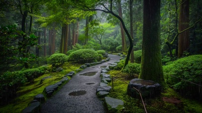 幽静雨天树林小路