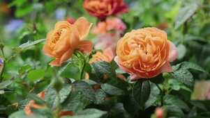唯美月季花
