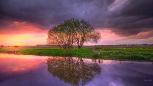 夕阳树木