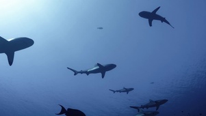 海底世界鲨鱼壁纸