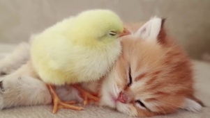 可爱多猫咪