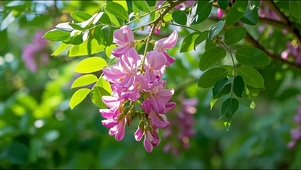 随风摇曳的花花