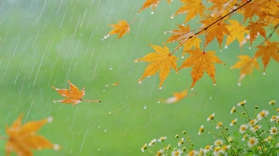 超治愈秋枫秋雨