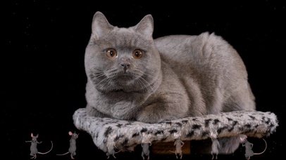 猫和老鼠