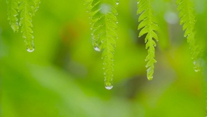清新绿叶雨滴