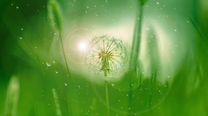 护眼梦幻蒲公英