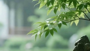 雨天护眼绿景树木带鱼屏
