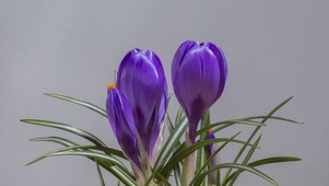 紫色花开