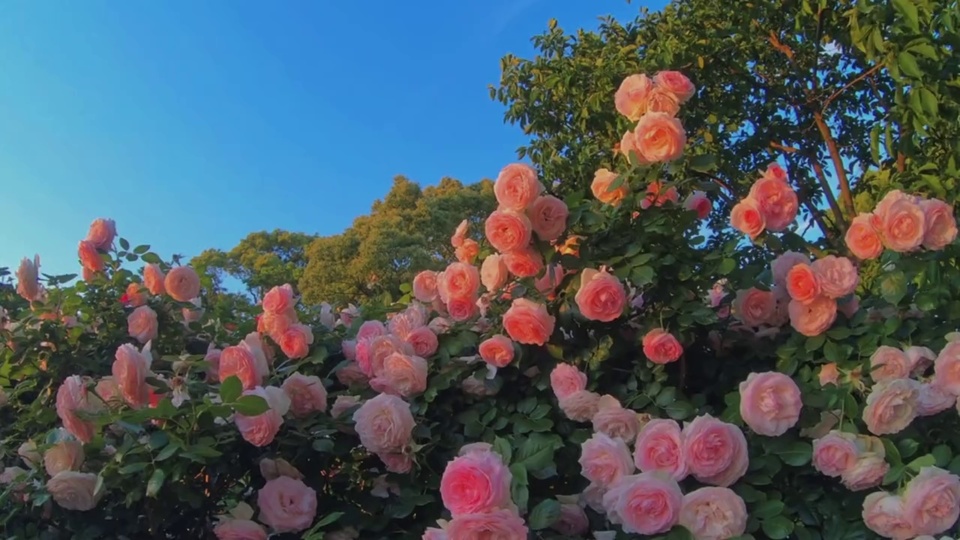 粉橙色盛开花丛搭配深绿叶片，后方为树冠与湛蓝色晴空的户外场景