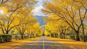 深秋护眼小清新落叶公路