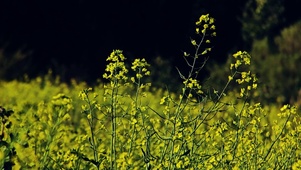 4k北方春天清晨的油菜花海