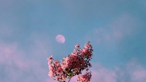 送你一朵小红花