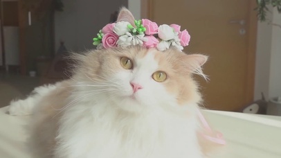 可爱仙女猫
