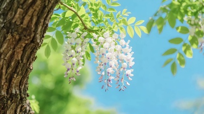 春天鲜花