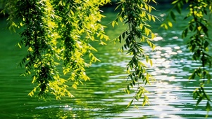柳下漾清波