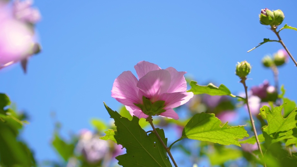 淡粉色木槿花特写，旁侧是带虫洞的鲜绿色叶片与绿色花萼，背景为澄澈无云的亮蓝色晴空。