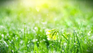 清新唯美绿色草地花朵雨水