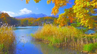 秋天落叶芦苇湖畔