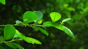 护眼雨中绿植
