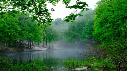 护眼雾气绿林水池