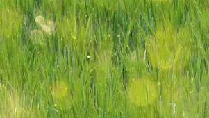 24节气---小满