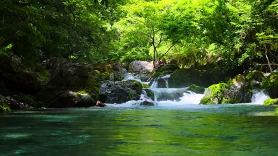 夏日护眼绿林流水