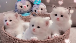猫咪一箩筐