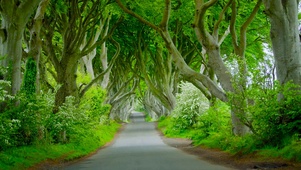 林荫公路