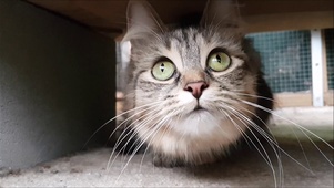 狸花猫