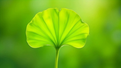 小清新治愈绿叶