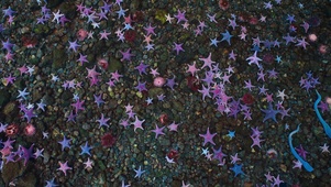 海星