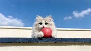 可爱苹果猫咪