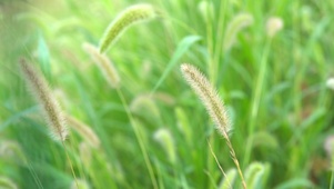 唯美狗尾巴草